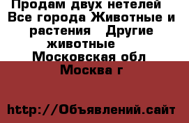 Продам двух нетелей - Все города Животные и растения » Другие животные   . Московская обл.,Москва г.